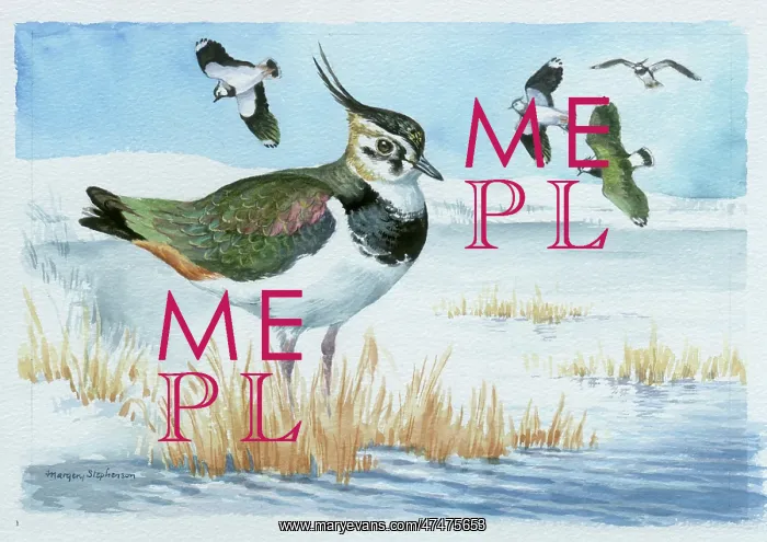 : Lapwing in Snow : Lapwing in Snow
