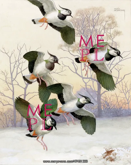  : Five lapwings