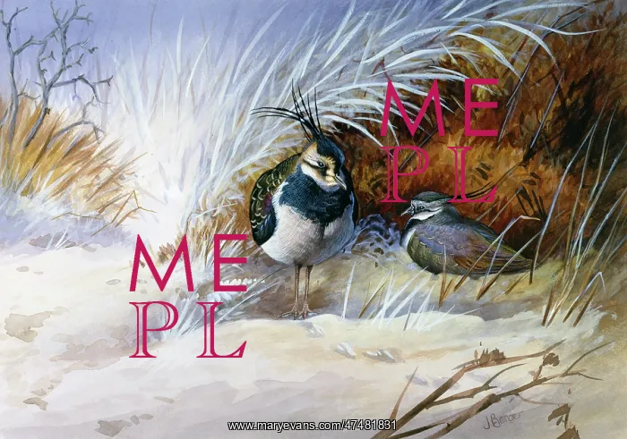  : Lapwings