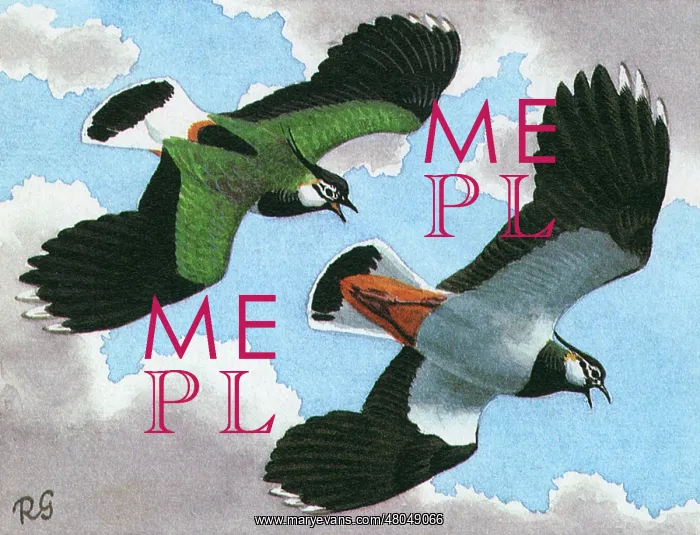 : Lapwings. A pair of Lapwings in flight : Lapwings. A pair of Lapwings in flight