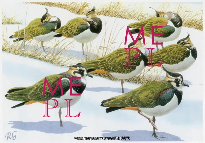  : Lapwings