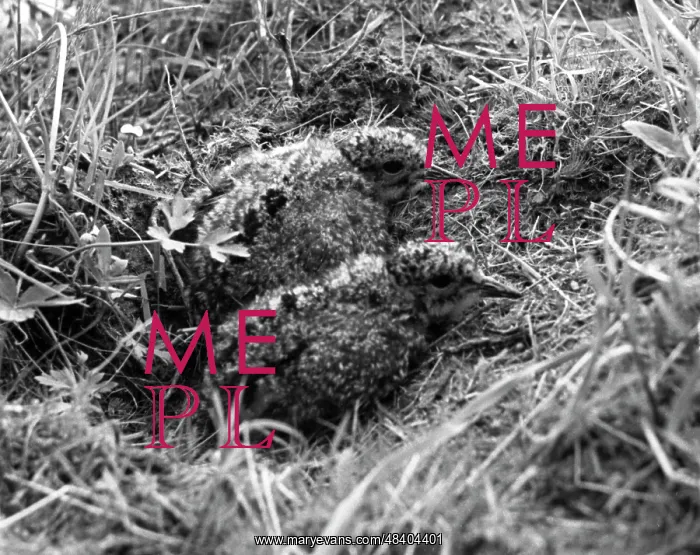 : Lapwing's chicks, 1971 : Lapwing's chicks, 1971