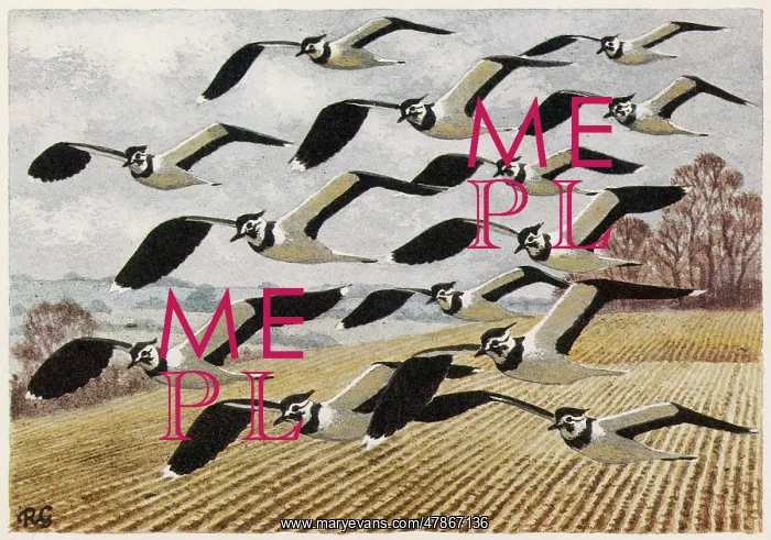 : Lapwings in flight : Lapwings in flight