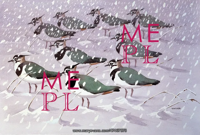 : Lapwings in the Snow : Lapwings in the Snow