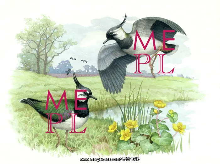 : Lapwings beside a stream with marsh marigolds : Lapwings beside a stream with marsh marigolds