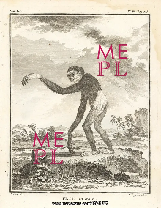 : Lar gibbon or white-handed gibbon, Hylobates lar. Endangered : Lar gibbon or white-handed gibbon, Hylobates lar. Endangered