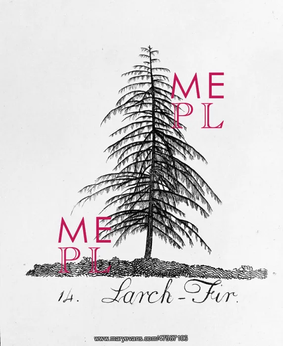 : Larch Fir. Plate 14 from The Shape, Skeleton and Foliage of Thirty Two Species of Trees : Larch Fir. Plate 14 from The Shape, Skeleton and Foliage of Thirty Two Species of Trees