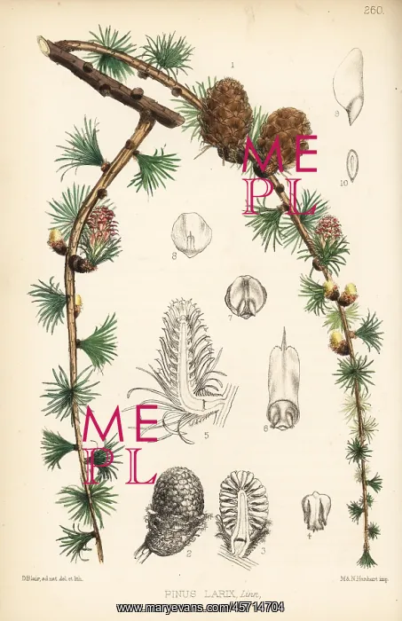 : Larch, Pinus larix : Larch, Pinus larix
