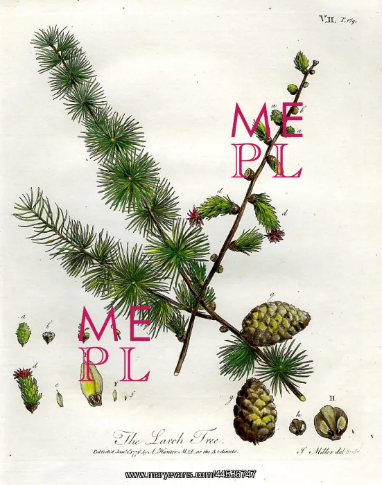  : Larch Tree