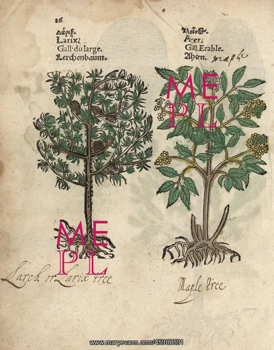 : Larch tree, Larix decidua, and maple tree, Acer species : Larch tree, Larix decidua, and maple tree, Acer species