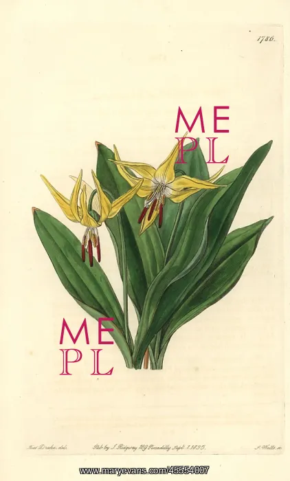 : Large American dog's-tooth violet, Erythronium grandiflorum : Large American dog's-tooth violet, Erythronium grandiflorum