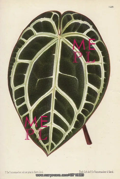 : Large anthurium leaf with white veins, Anthurium : Large anthurium leaf with white veins, Anthurium