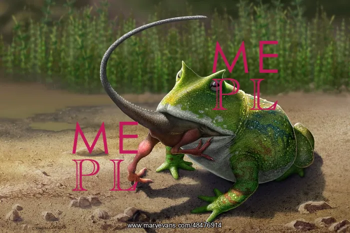 : A large Beelzebufo frog eating a small Masiakasaurus : A large Beelzebufo frog eating a small Masiakasaurus
