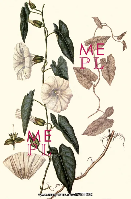 : Large Bindweed, Calystegia sepium : Large Bindweed, Calystegia sepium