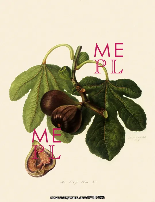  : Large Blue Fig