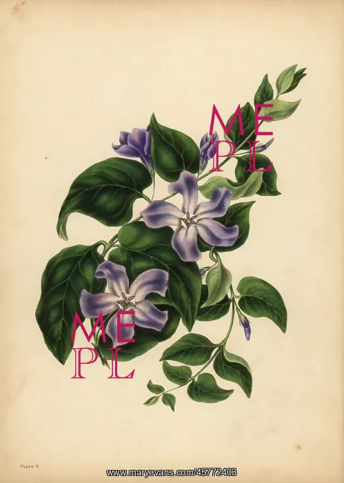 : The large blue Periwinkle, The pleasures of memory : The large blue Periwinkle, The pleasures of memory
