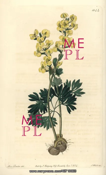 : Large-bracted corydalis, Corydalis bracteata : Large-bracted corydalis, Corydalis bracteata