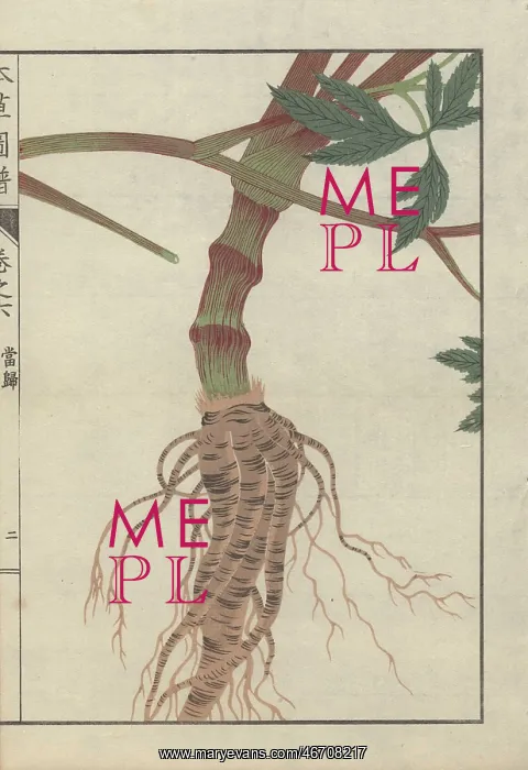 : Large brown root and thick striped stem of : Large brown root and thick striped stem of