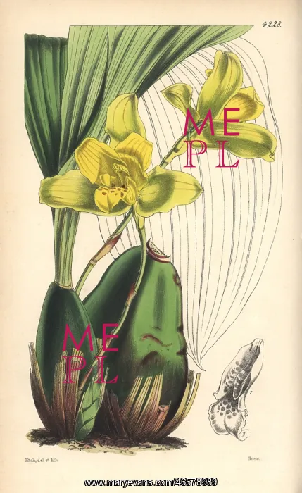 : Large-bulbed maxillaria orchid, Maxillaria macrobulbon : Large-bulbed maxillaria orchid, Maxillaria macrobulbon