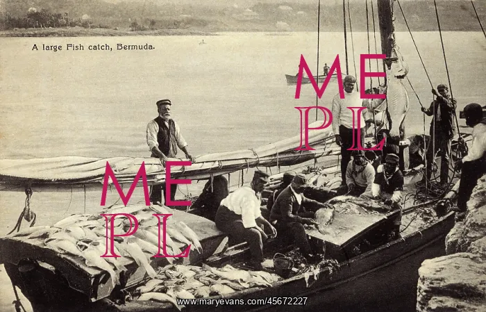 : Large catch of fish, Bermuda : Large catch of fish, Bermuda