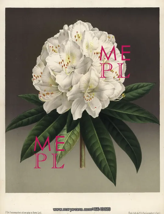 : Large creamy white flowered rhododendron, Rhododendron : Large creamy white flowered rhododendron, Rhododendron