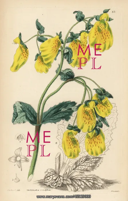 : Large crenate-flowered slipperwort, Calceolaria crenatiflora : Large crenate-flowered slipperwort, Calceolaria crenatiflora