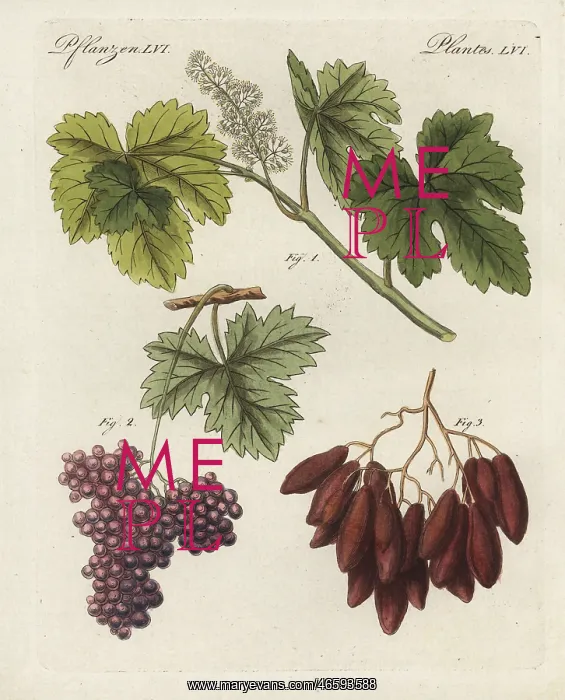 : Large Damas raisins and small currants : Large Damas raisins and small currants