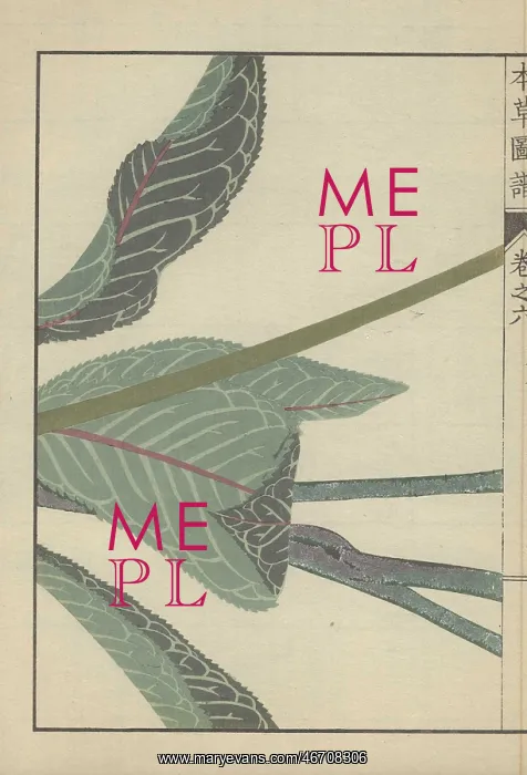 : Several large dark green leaves and three thick : Several large dark green leaves and three thick