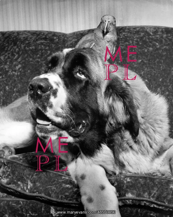  : Large dog with a parrot
