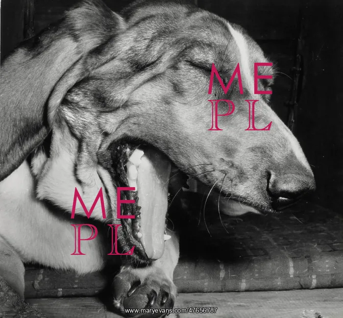  : Large dog yawning