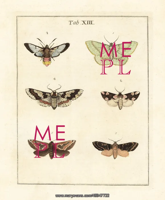 : Large emerald, bee hawk-moth and other moths : Large emerald, bee hawk-moth and other moths