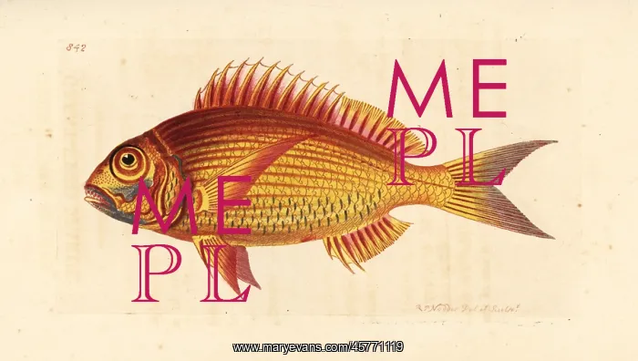: Large-eye dentex, Dentex macrophthalmus : Large-eye dentex, Dentex macrophthalmus