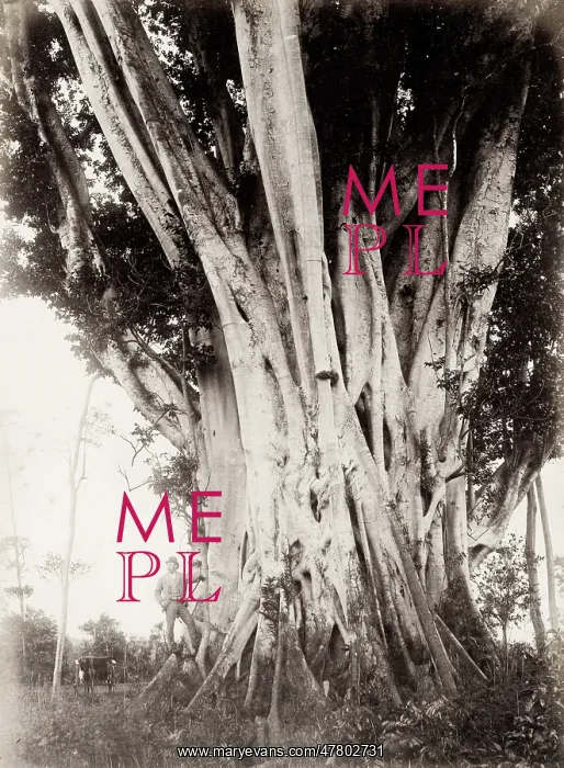 : Large fig tree, Queensland, Australia : Large fig tree, Queensland, Australia