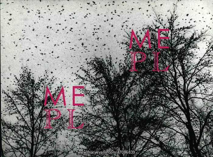 : Large flock of migrant birds in Switzerland : Large flock of migrant birds in Switzerland