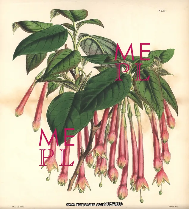 : Large-flowered apetalous fuchsia, Fuchsia macrantha : Large-flowered apetalous fuchsia, Fuchsia macrantha