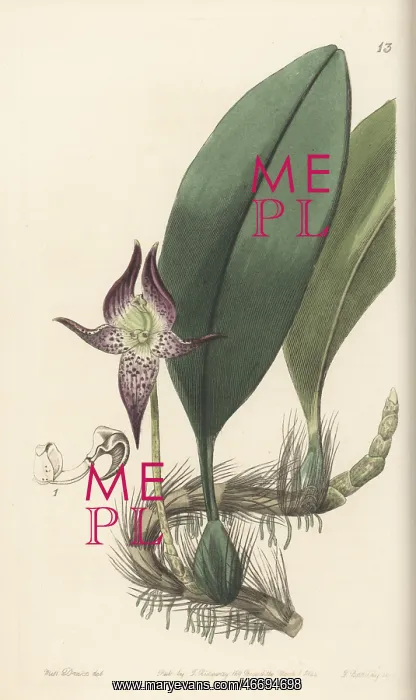: Large-flowered bulbophyllum, Bulbophyllum macranthum : Large-flowered bulbophyllum, Bulbophyllum macranthum