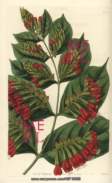 : Large-flowered bushwillow, Combretum grandiflorum : Large-flowered bushwillow, Combretum grandiflorum