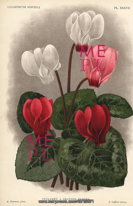 : Large flowered cyclamen hybrid, Cyclamen purpurascens : Large flowered cyclamen hybrid, Cyclamen purpurascens