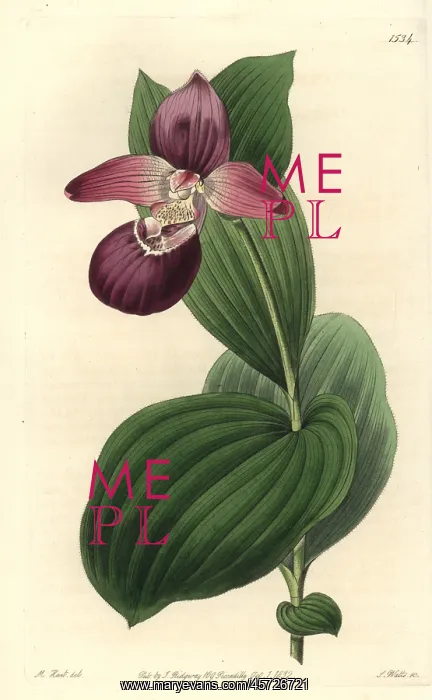 : Large-flowered cypripedium orchid, Cypripedium macranthos : Large-flowered cypripedium orchid, Cypripedium macranthos