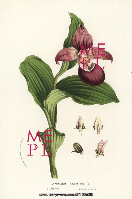 : Large-flowered cypripedium orchid, Cypripedium macranthos : Large-flowered cypripedium orchid, Cypripedium macranthos