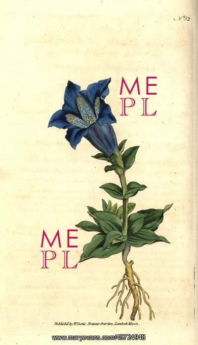 : Large-flowered gentian or gentianella, Gentiana acaulis : Large-flowered gentian or gentianella, Gentiana acaulis
