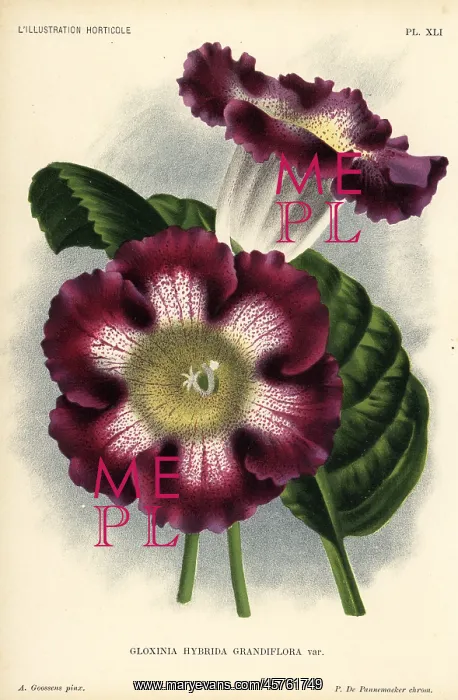 : Large-flowered gloxinia hybrid, Gloxinia hybrida grandiflora : Large-flowered gloxinia hybrid, Gloxinia hybrida grandiflora