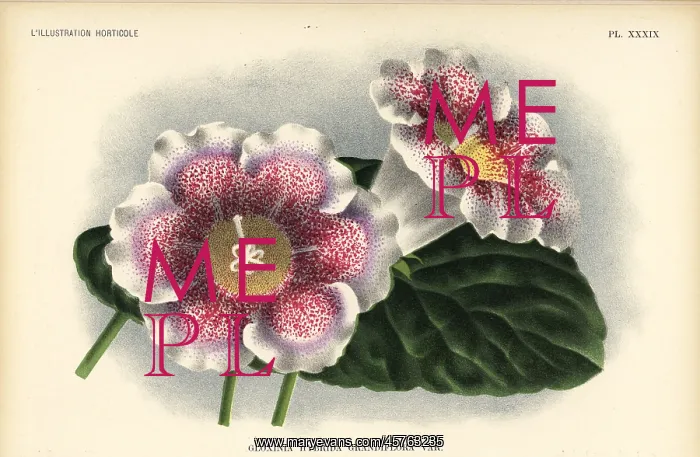 : Large-flowered gloxinia hybrid, Gloxinia hybrida grandiflora : Large-flowered gloxinia hybrid, Gloxinia hybrida grandiflora