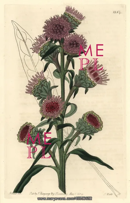 : Large-flowered liatris, Liatris scariosa : Large-flowered liatris, Liatris scariosa