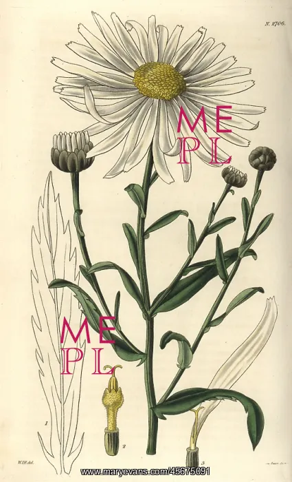 : Large-flowered marsh ox-eye, Pyrethrum uligonosum