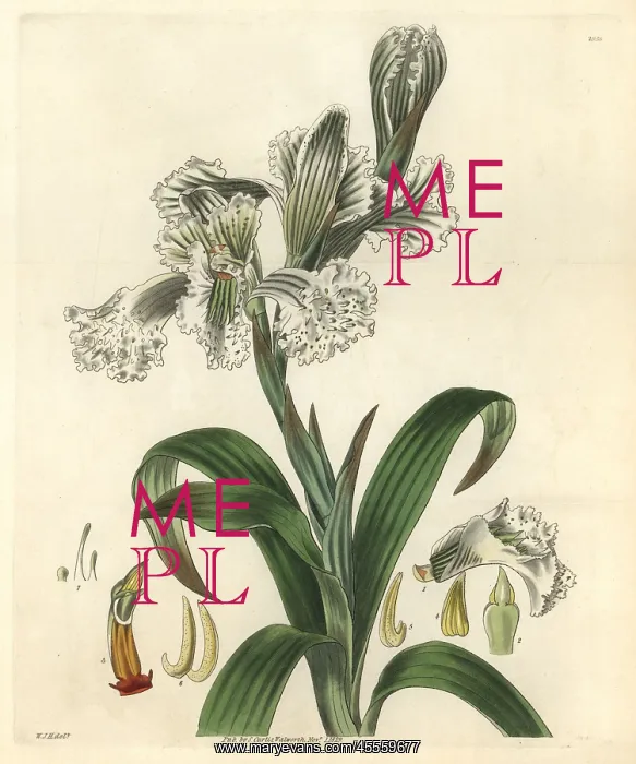 : Large-flowered neottia, Neottia grandiflora : Large-flowered neottia, Neottia grandiflora