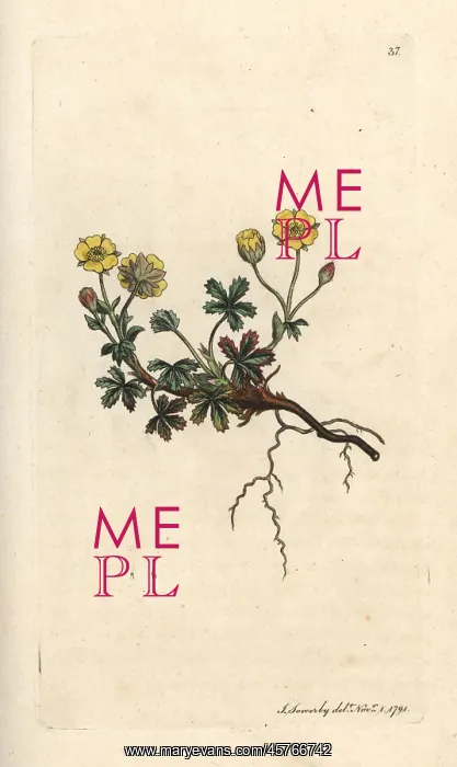 : Large-flowered potentilla, Potentilla grandiflora : Large-flowered potentilla, Potentilla grandiflora