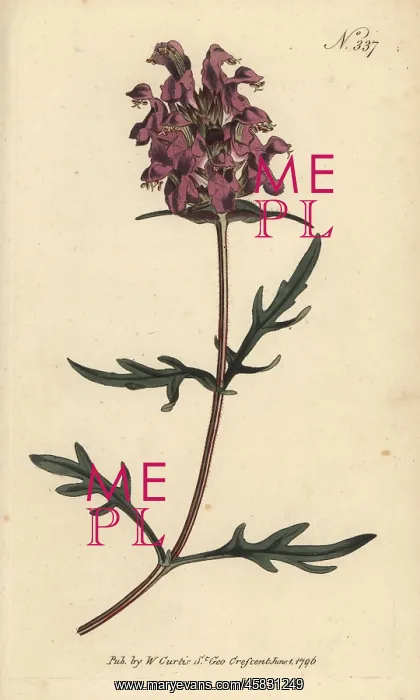 : Large-flowered selfheal, Prunella grandiflora : Large-flowered selfheal, Prunella grandiflora