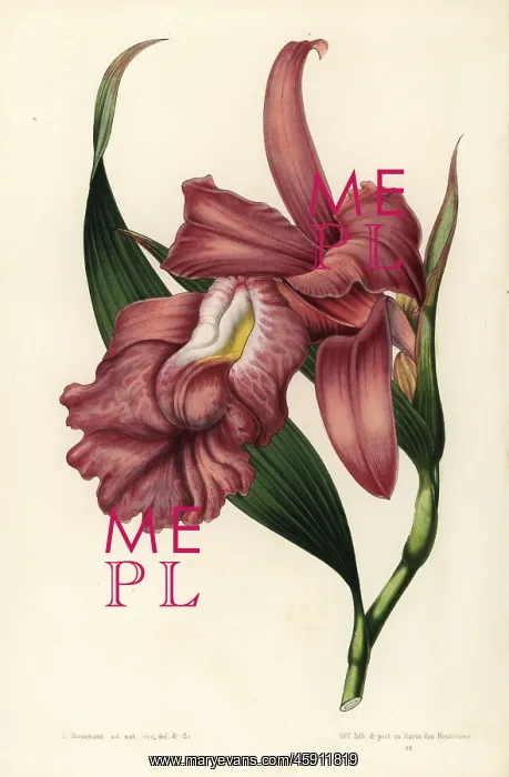 : Large-flowered sobralia orchid, Sobralia macrantha : Large-flowered sobralia orchid, Sobralia macrantha