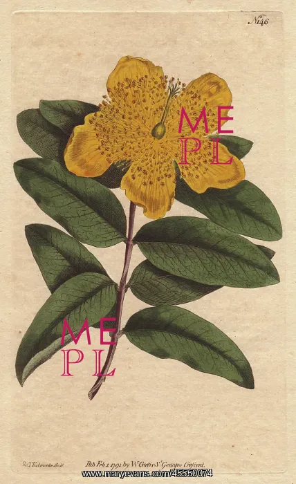 : Large flowered St John's Wort with yellow flowers : Large flowered St John's Wort with yellow flowers